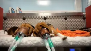 Testes com animais reacendem debate ético após denúncia no Reino Unido