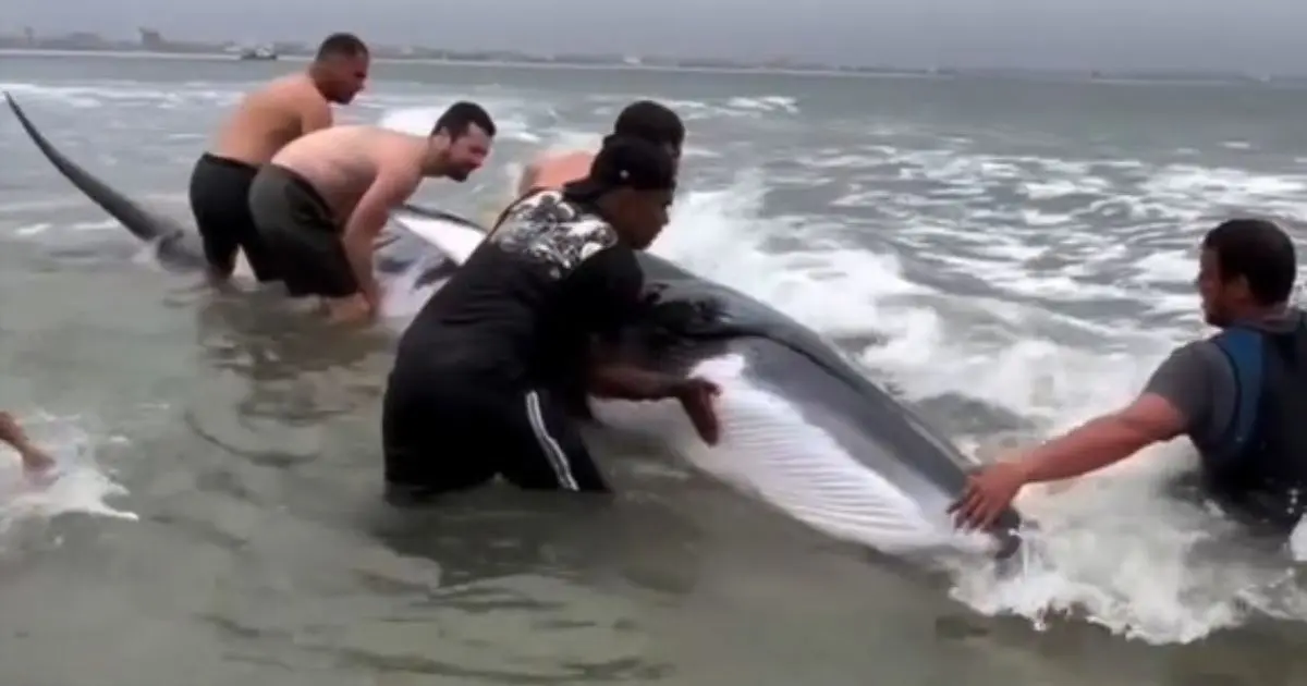 Filhote de baleia é salvo por surfistas após risco de encalhe em praia de Santa Catarina