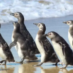 Pinguins retornam juntos para o mar após reabilitação em Florianópolis (SC)