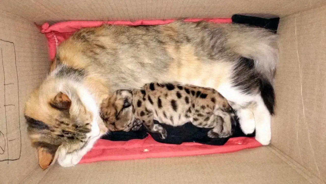 Gata acolhe filhote de puma órfão e ajuda na recuperação após acidente na Argentina