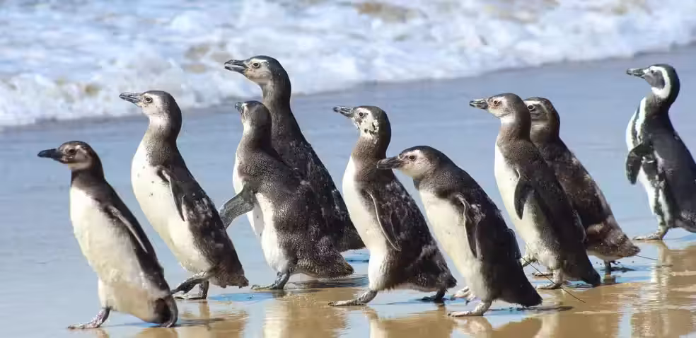 Pinguins retornam juntos para o mar após reabilitação em Florianópolis (SC)