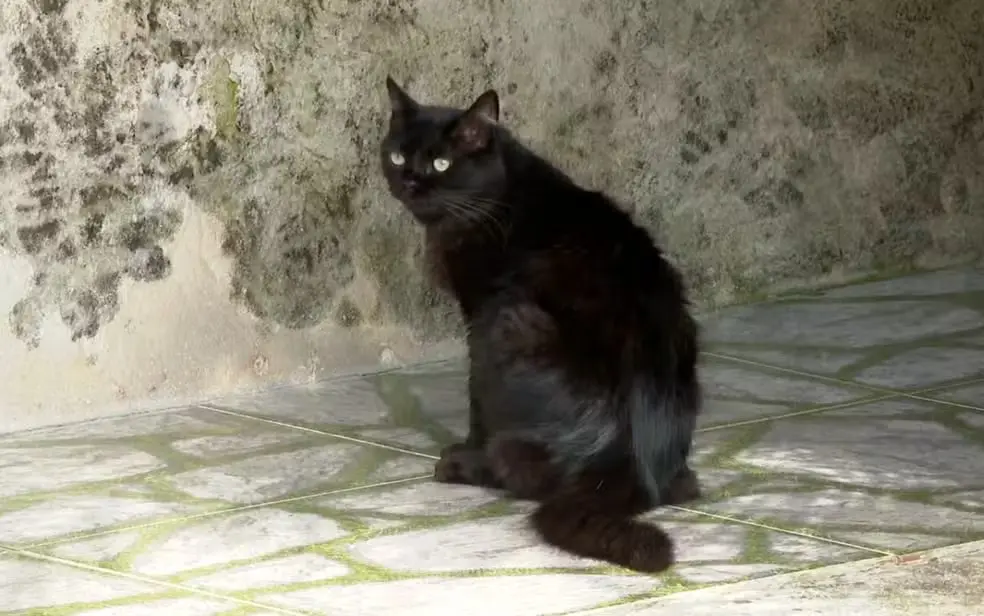 Série de envenenamentos de gatos em MG acende alerta e mobiliza investigação policial