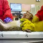 Testes com animais reacendem debate ético após denúncia no Reino Unido