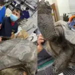 Tartaruga volta a andar após uso de “rodinhas” em reabilitação inovadora