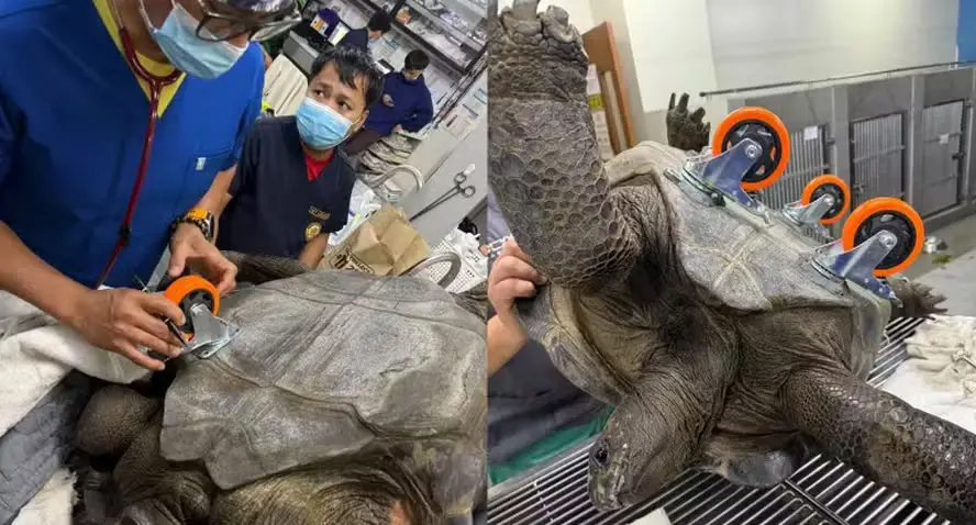 Tartaruga volta a andar após uso de “rodinhas” em reabilitação inovadora