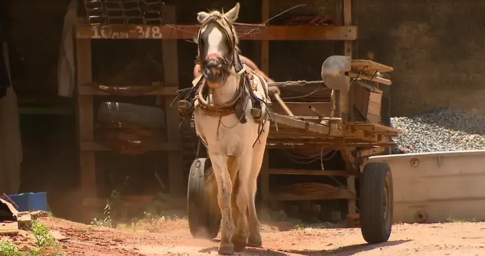 Distrito Federal anuncia fim das carroças e apreensão de cavalos explorados
