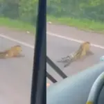 Morte de onça reacende debate sobre proteção da fauna em rodovias brasileiras