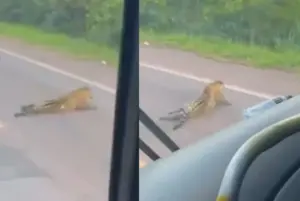ONÇA ATROPELADA