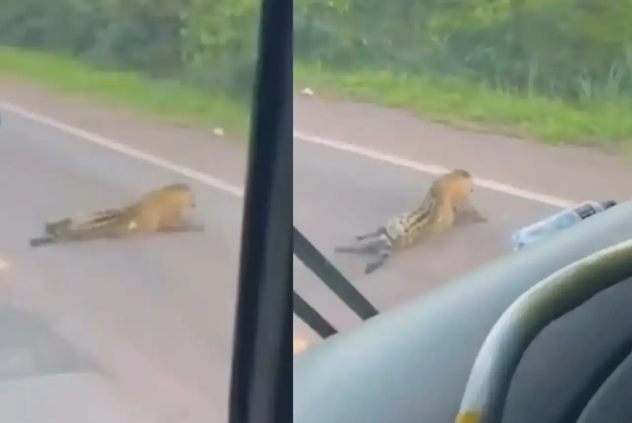Morte de onça reacende debate sobre proteção da fauna em rodovias brasileiras