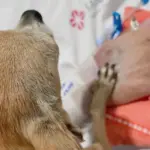 Despedida emocionante: cadela visita responsável em hospital e acompanha últimos momentos de vida