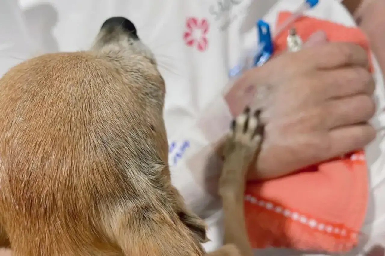 Despedida emocionante: cadela visita responsável em hospital e acompanha últimos momentos de vida