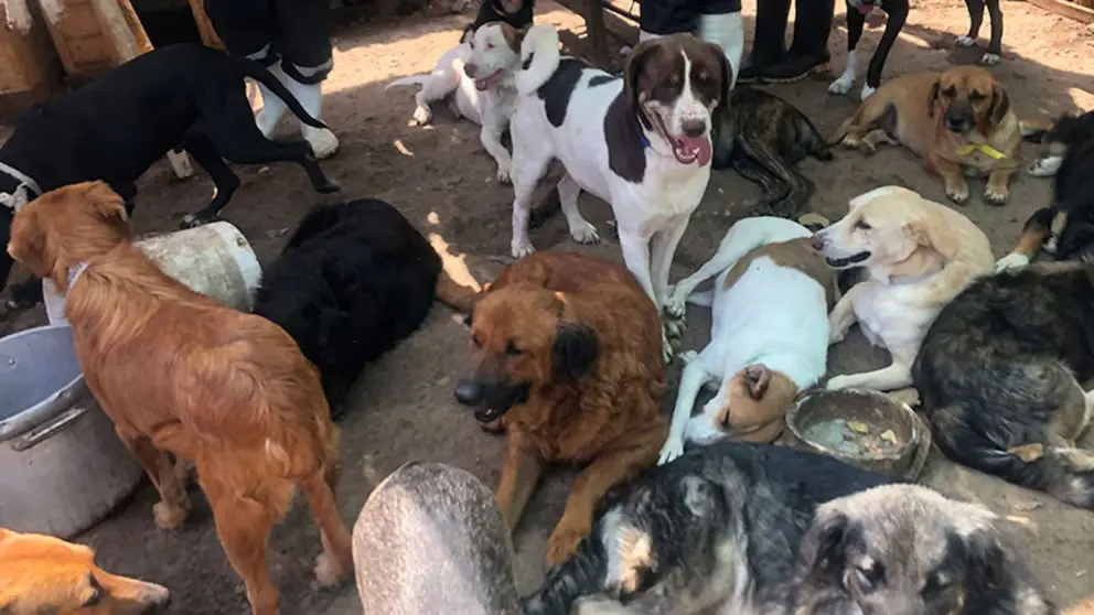 Homem usa prêmio da loteria para criar abrigo e transformar vida de animais abandonados