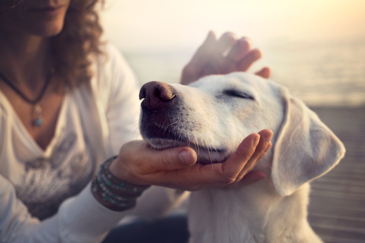 Ansiedade e estresse em pets: como identificar sinais e melhorar o bem-estar de cães e gatos