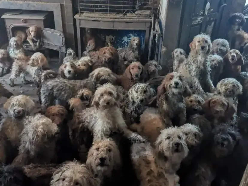 Idoso que buscava cachorro com cartaz pendurado no pescoço o reencontra após seis meses no Piauí