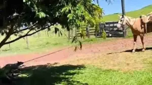 Filhote de cachorro puxa égua pela corda para a sombra no Paraná