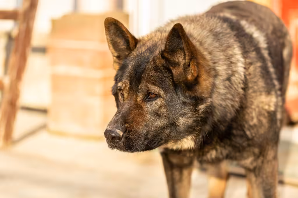 Image of a standing brown Kai Ken breed dog