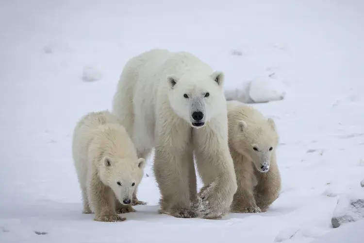 Ursa polar adota filhote em caso raríssimo registrado no Canadá, apontam pesquisadores