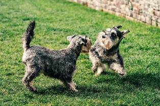 cachorros brincando