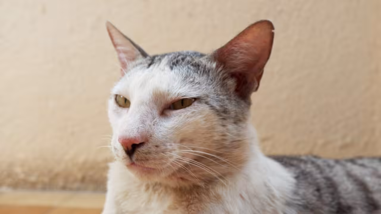 Esporotricose avança em São Paulo e acende alerta para a saúde pública