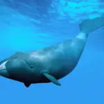 Animais longevos revelam caminhos para envelhecer melhor, aponta ciência