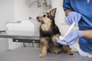 imunoterapia veterinária