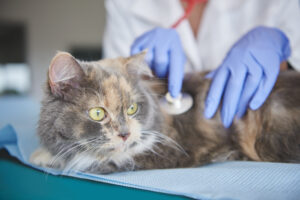 insuficiência renal em gatos