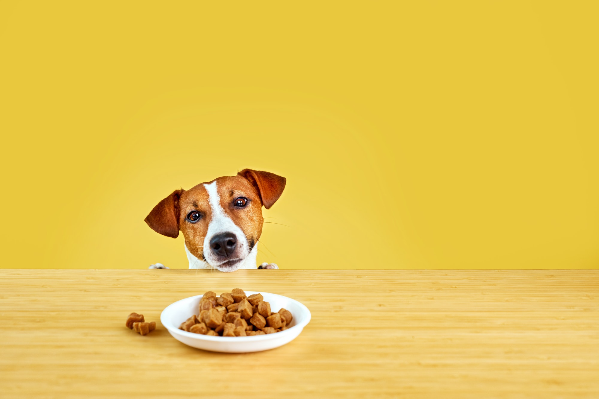 Jack Russell terrier dog eat meal from a table.