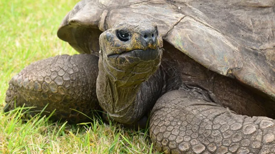 Animal terrestre mais velho do mundo: Jonathan é homenageado pelo Guinness aos 194 anos