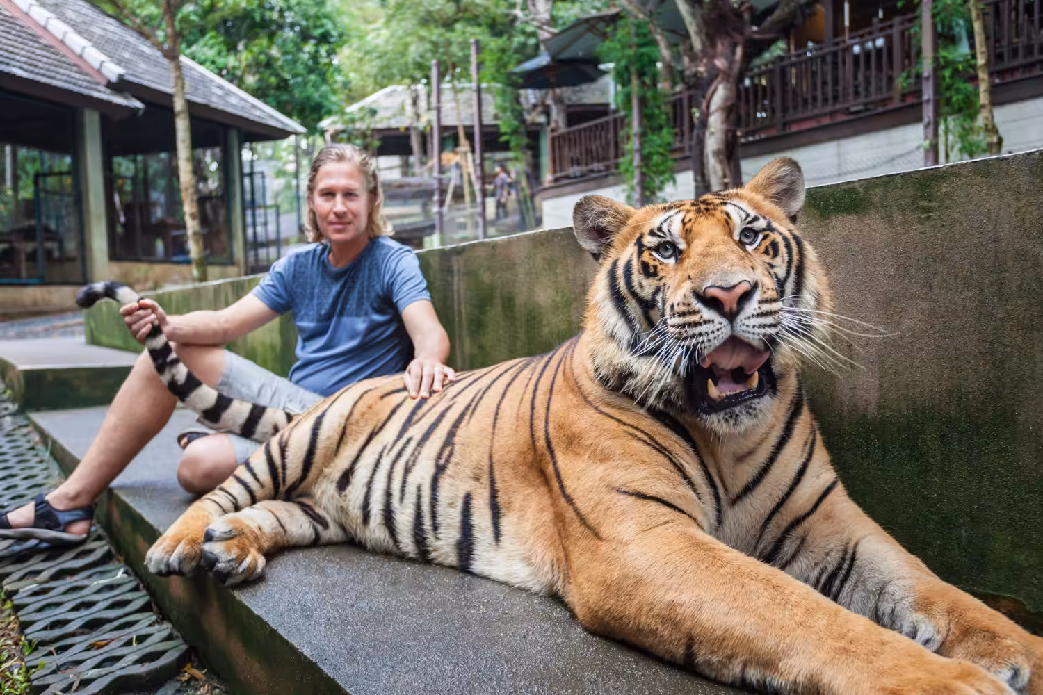 Profissional cita os tipos de turismo com animais selvagens mais procurados