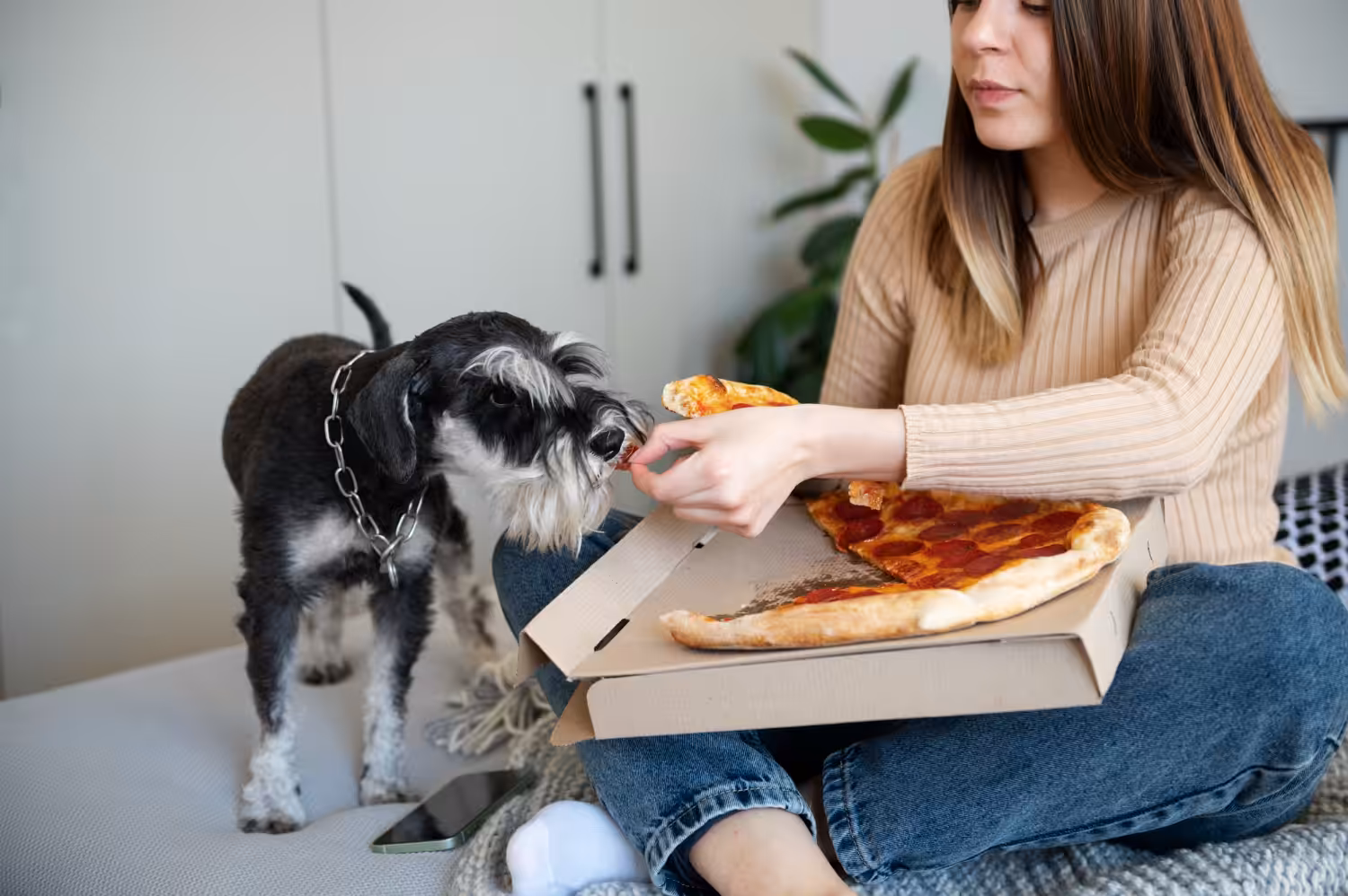 O que fazer quando o pet pede a comida do tutor?