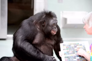 Estudo com bonobo desafia ideia de que imaginação é exclusiva dos humanos