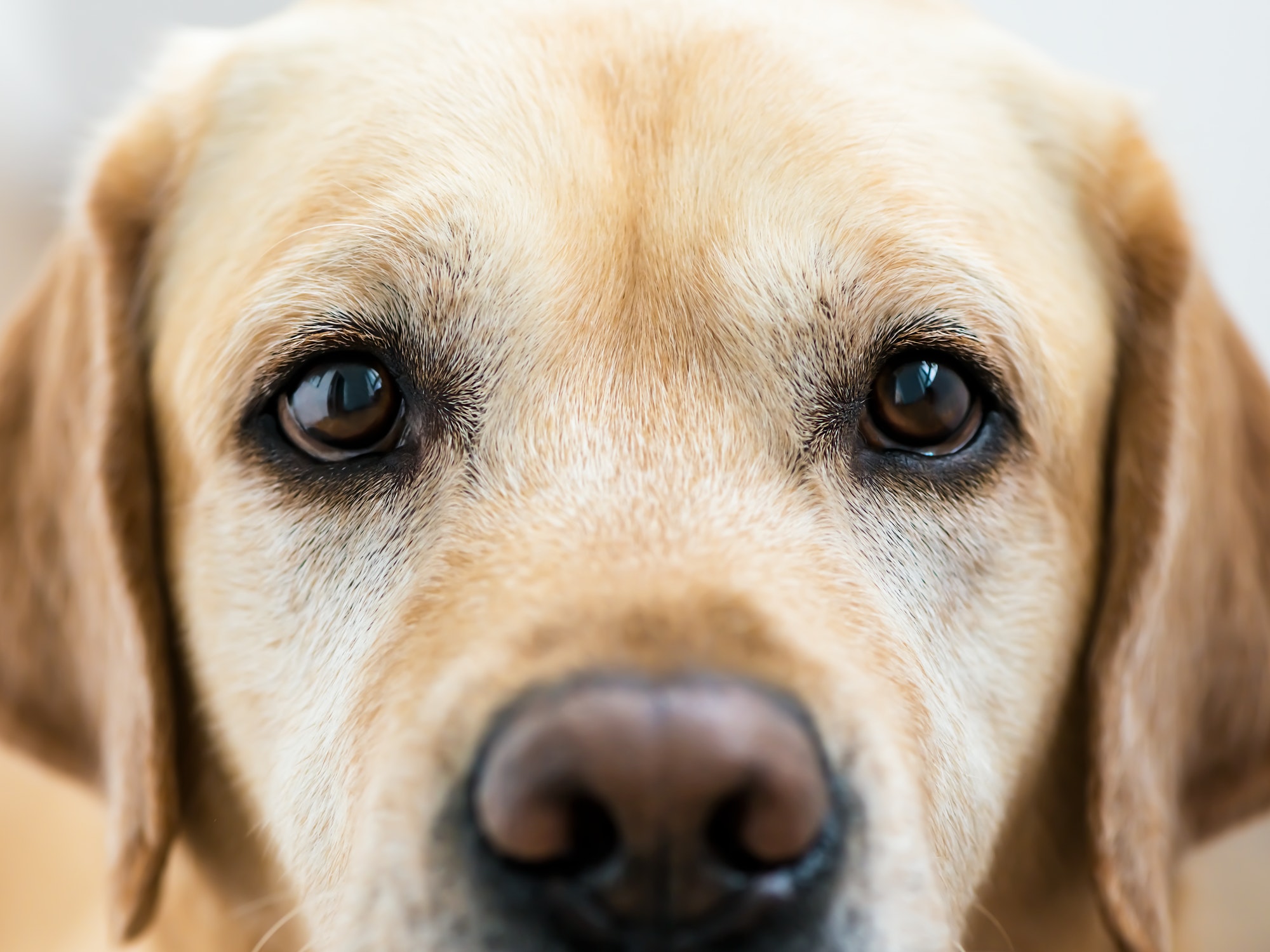 Labrador dog eyes. close up