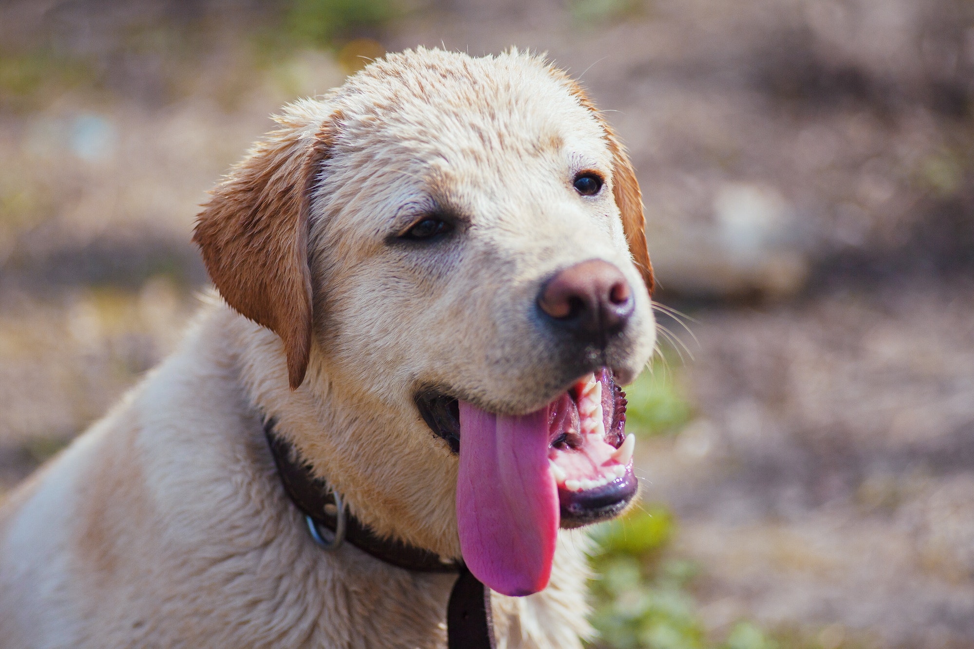 Labrador dog golden retriever