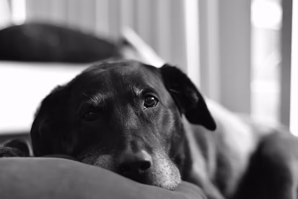 Labrador dog looking sad in black and white