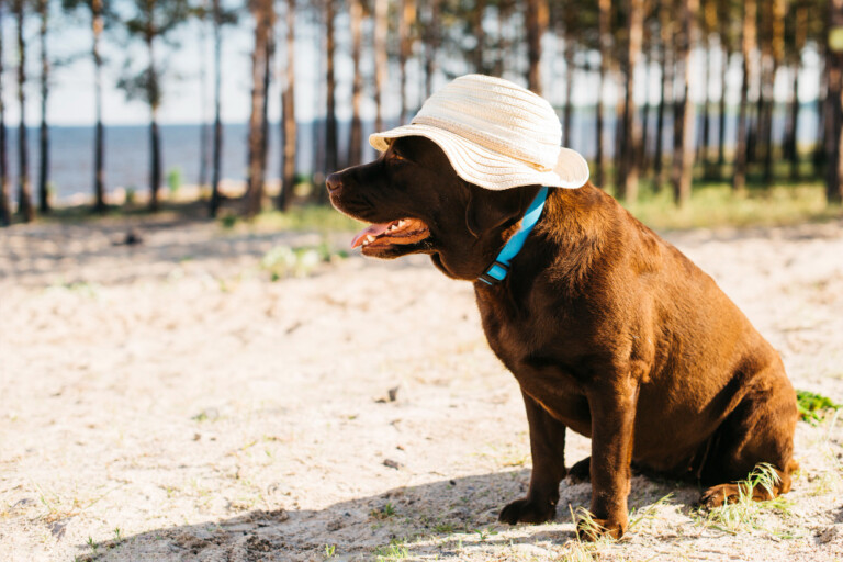 Obesidade pós-férias: o impacto das mudanças de rotina no ganho de peso dos pets