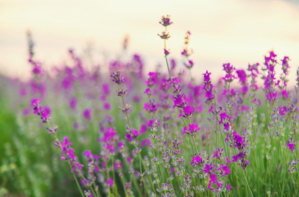 Lavender blossoms in a beautiful background field. Selective focus.