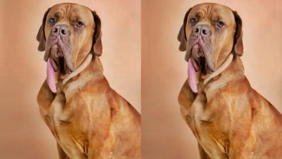 Cão com maior língua do mundo entra para o Guinness World Records