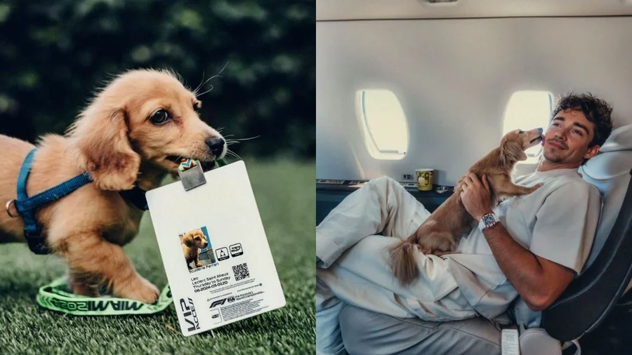 Cachorro de Charles Leclerc conquista fãs e vira mascote querido da Fórmula 1