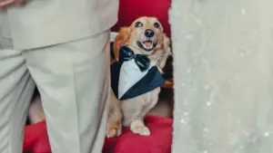 Cachorro de Charles Leclerc conquista fãs e vira mascote querido da Fórmula 1