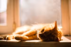 Como manter os pets confortáveis e saudáveis nos dias quentes?