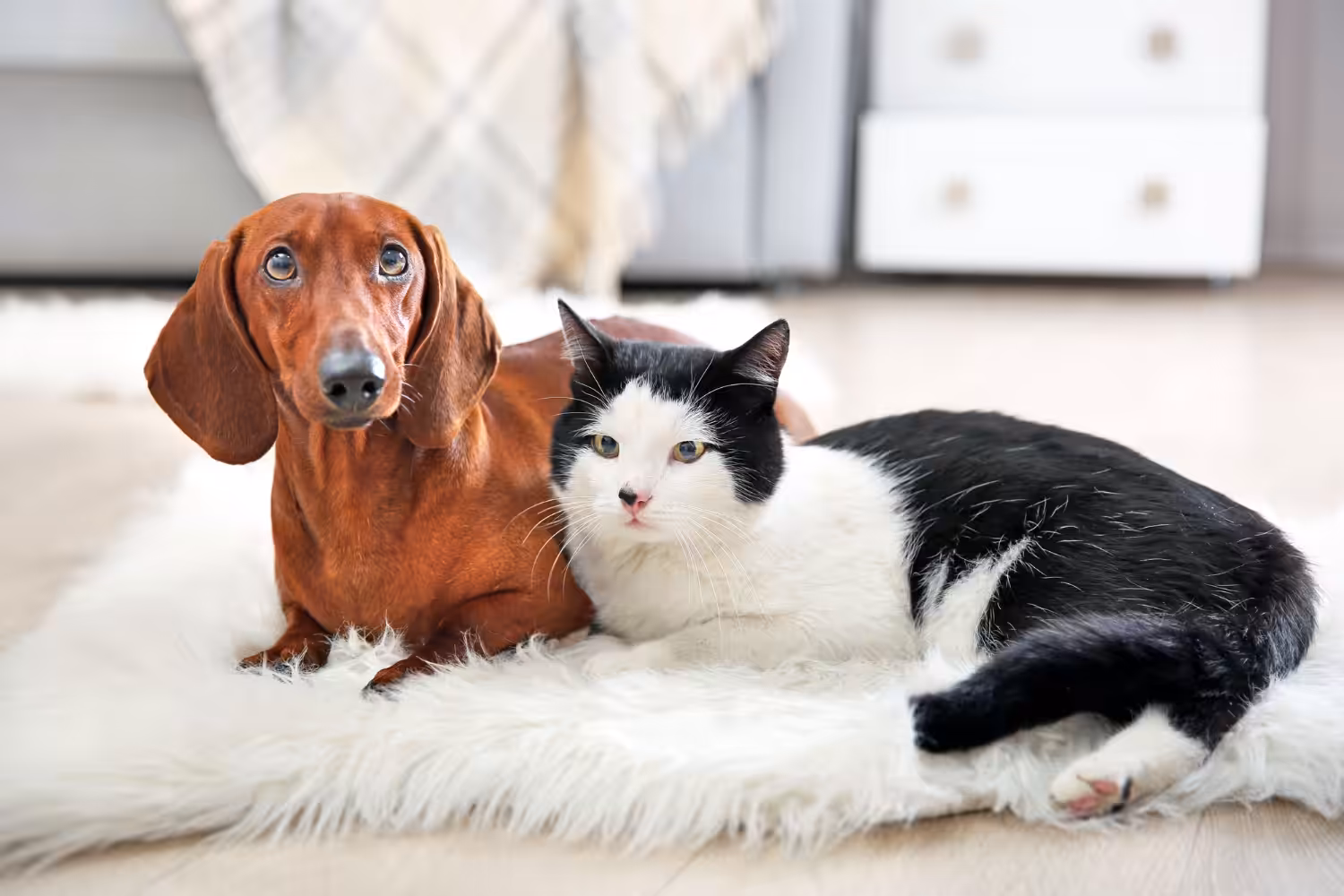 Veterinária dá dicas para manter uma rotina saudável com o pet