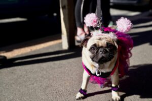 Veterinária alerta sobre os cuidados com a saúde dos pets durante o Carnaval