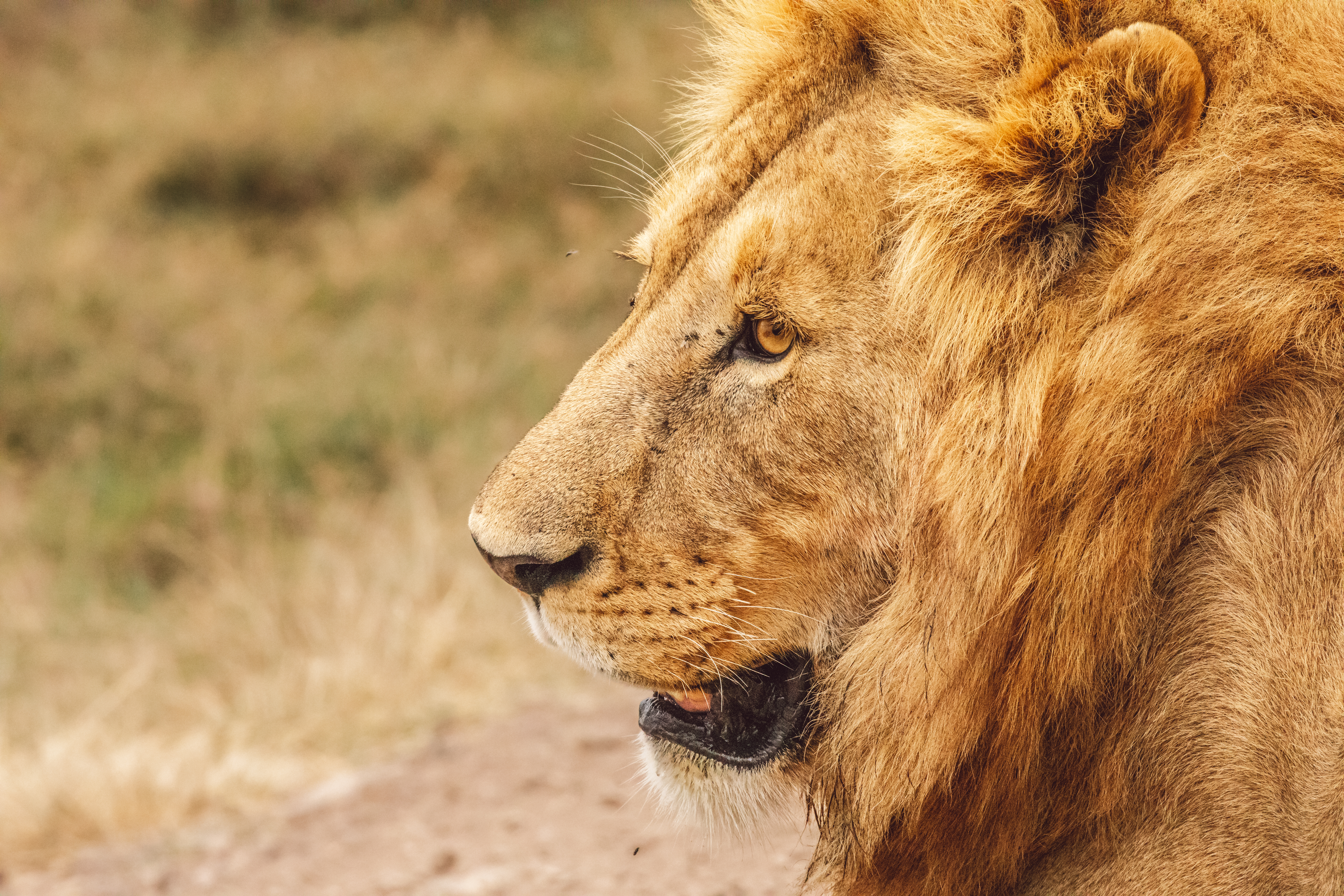 Lion portrait