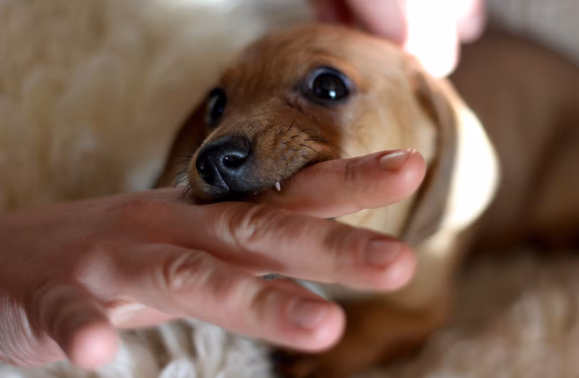Entenda porque os cães podem morder os próprios donos