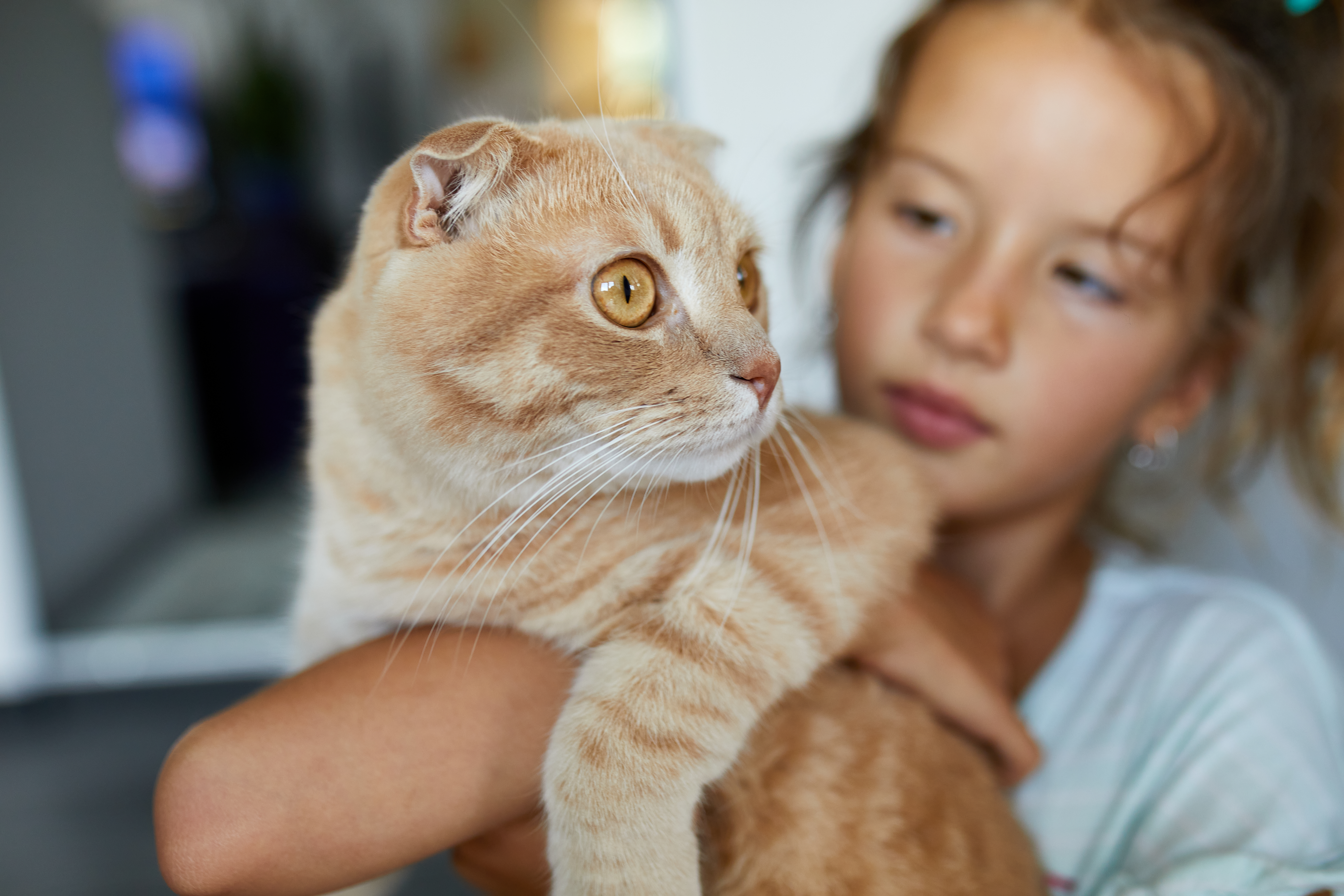 Little girl holding cat in her arms at home indoor, Child playing with domestic animals pet