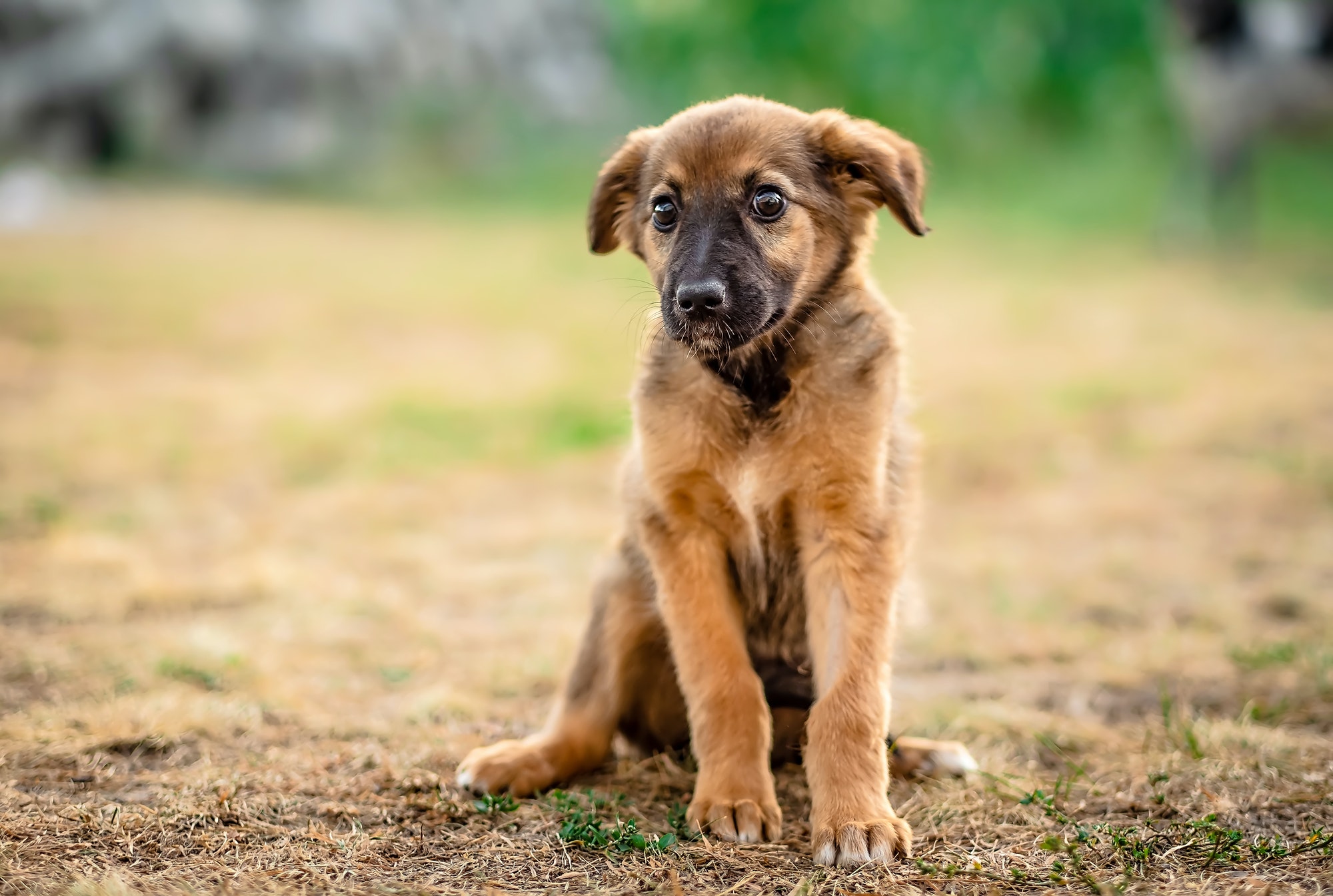 Little homeless puppy obediently waiting