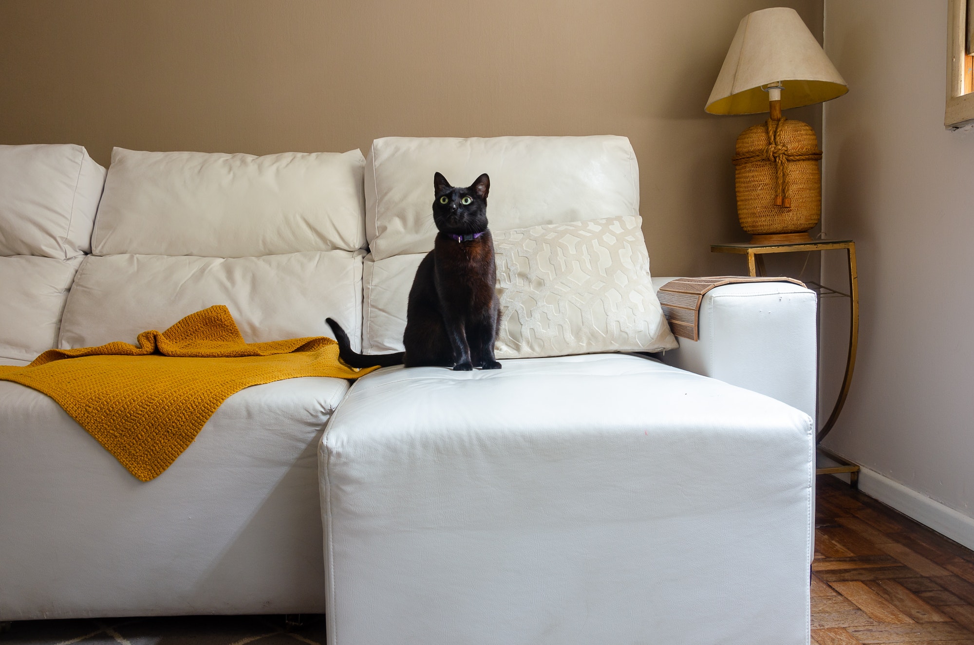 living room with white sofa and a black cat