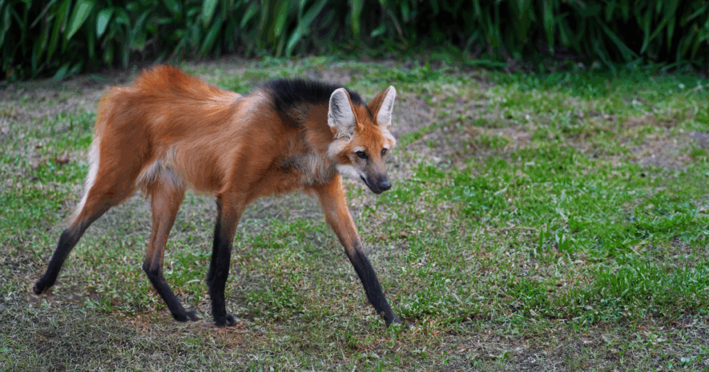 CRMV-BA integra força-tarefa da FPI na bacia do São Francisco