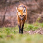 Plano nacional para fauna nas estradas expõe avanço dos atropelamentos de animais silvestres no Brasil