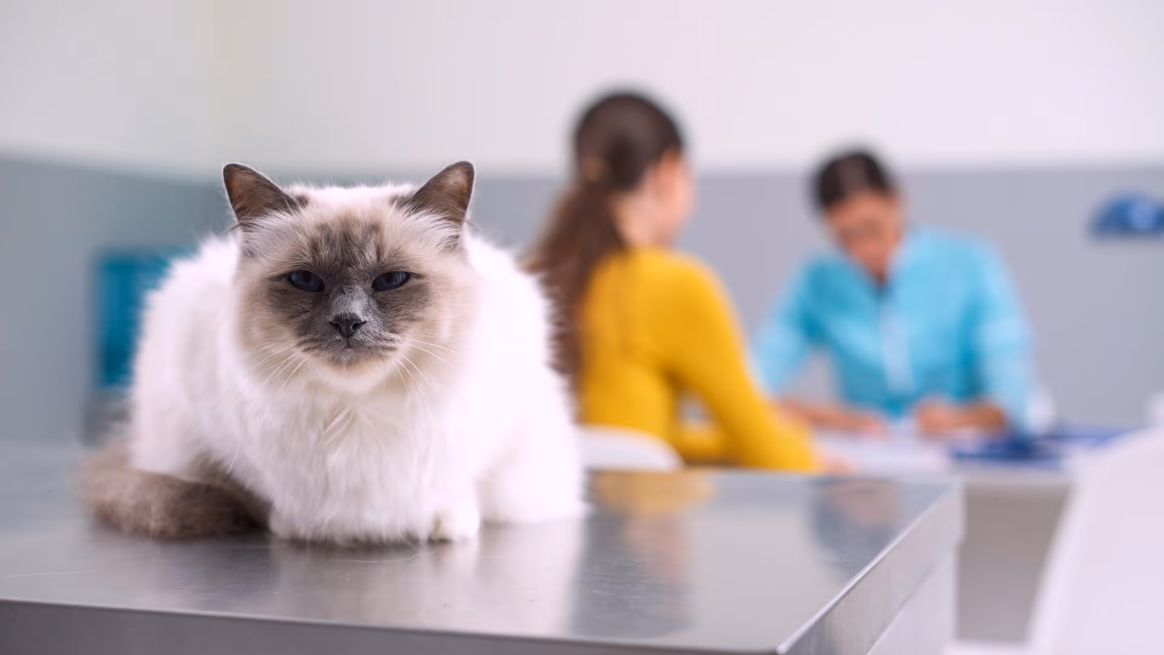 Funcionários recebem plano de saúde veterinário